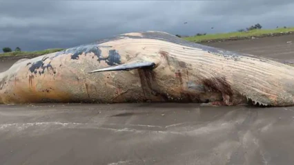 30,000 kg whale carcass washed ashore in Maharashtra’s Palghar, locals click on selfies