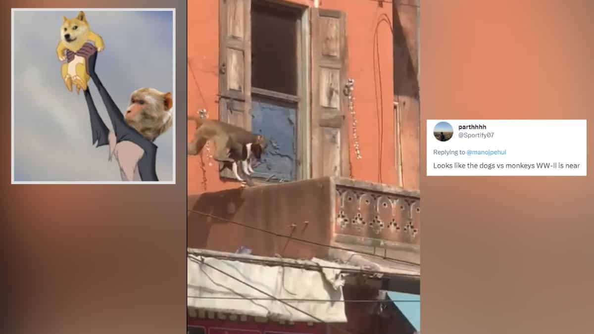 WATCH | Cyber web hails season 2 of ‘Canines Vs Monkey’ conflict in India’s Rajasthan