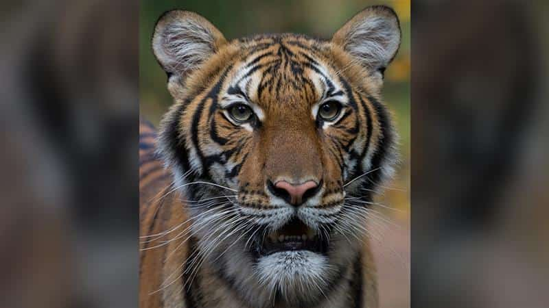 India animated about translocating few tigers to Cambodia