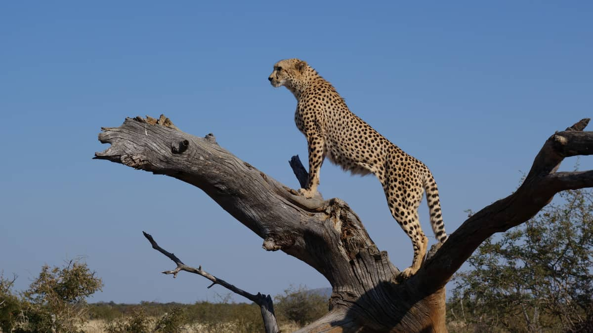 Second of the eight felines dropped at India below ‘Mission Cheetah’ dies in Madhya Pradesh