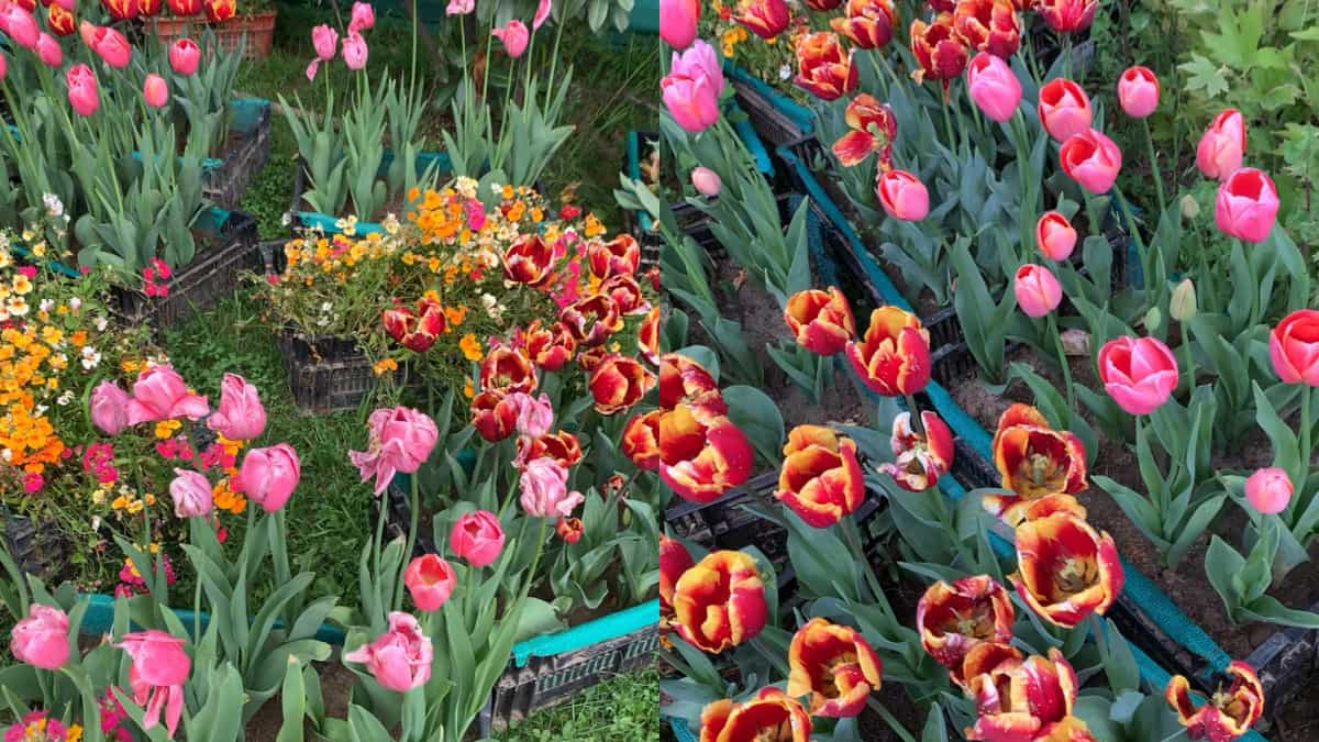 Tulip Backyard in Srinagar witnesses report-breaking numbers, with footfall of over 377,000 vacationers