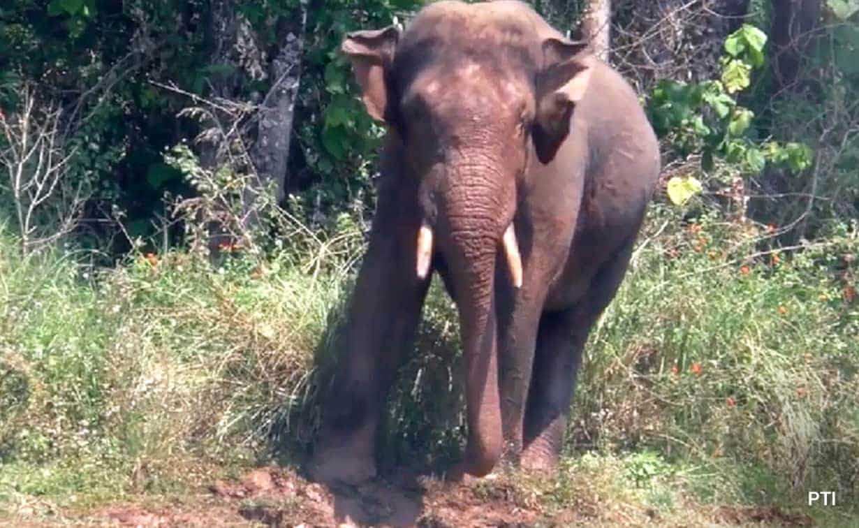 Indian forest officers tranquilise, take hold of rogue rice-raiding tusker ‘Arikomban’