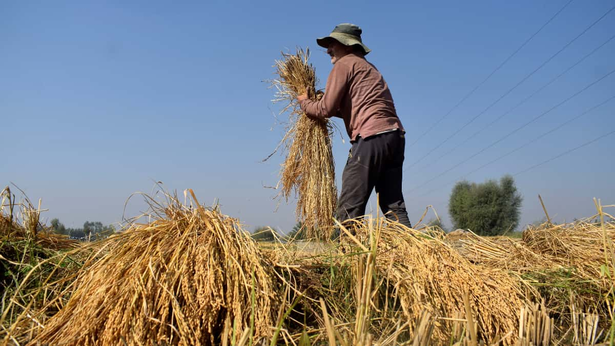 Chief of UN farm fund lauds India for reviving world focal level on millets, exporting wheat to 18 worldwide locations