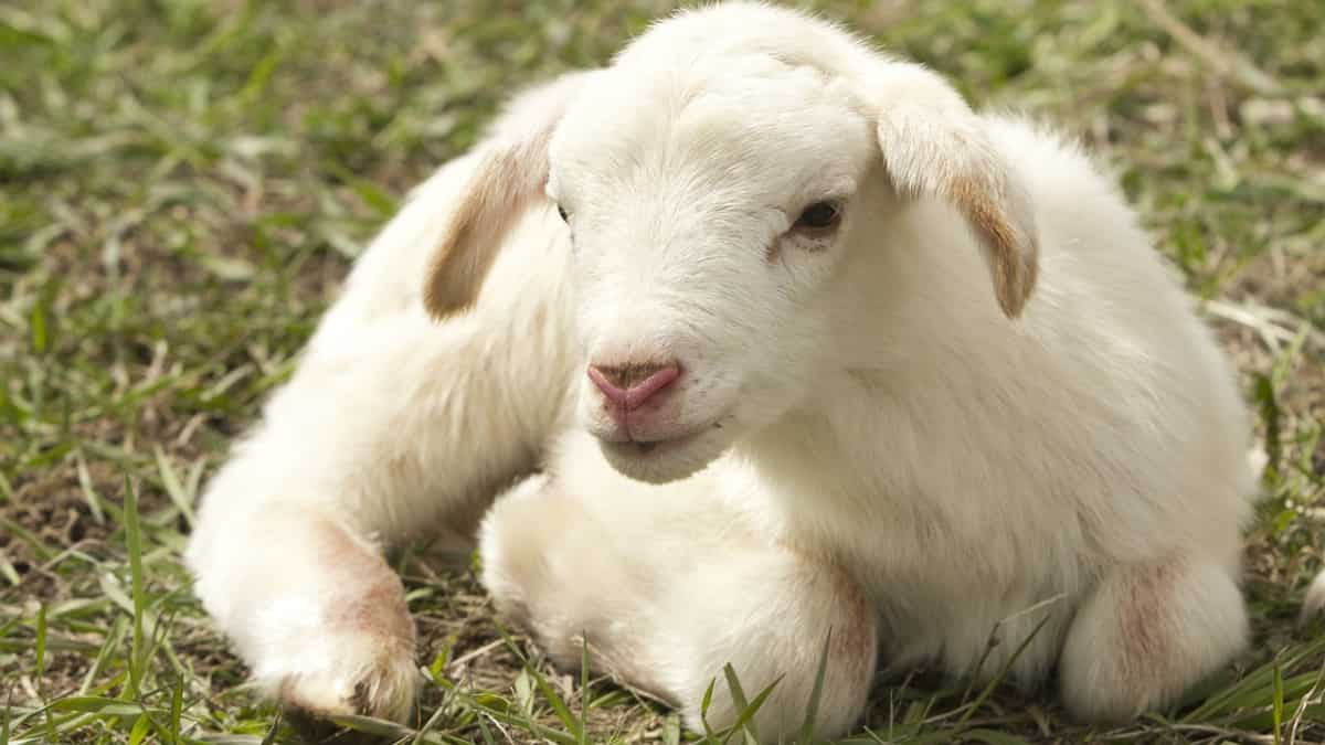 Indian man refuses to promote lamb despite whopping Rs one crore offer