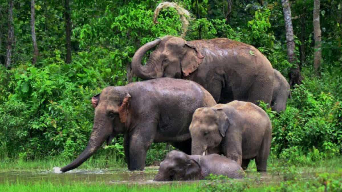 South American weed affords Indian elephants a speed for his or her habitat