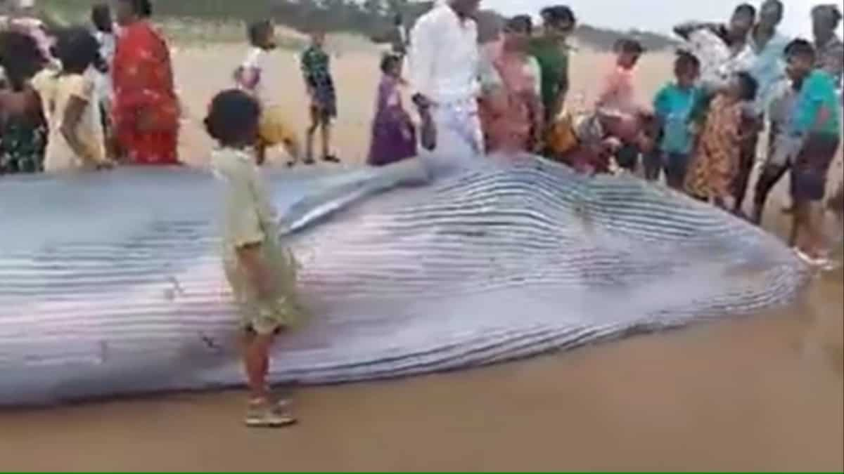 India: Blue whale washes ashore in Andhra Pradesh as bid battles heavy rains