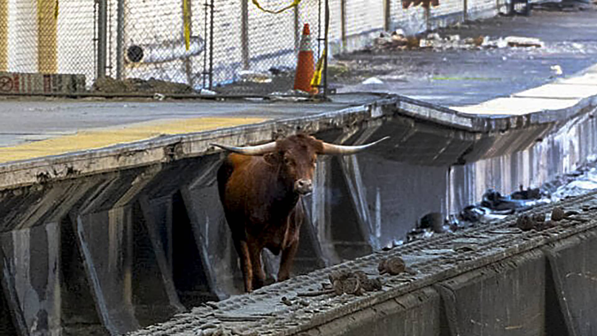 Bull on the tracks delays trains in Fresh York, Fresh Jersey