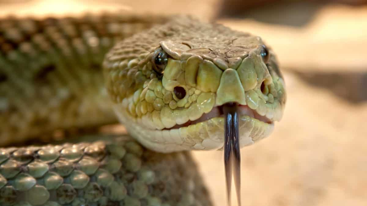 Human turns vicious for snake! Indian man bites and kills killer reptile. Nonetheless did he dwell on?